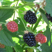 Blackberries ripen a few at a time.